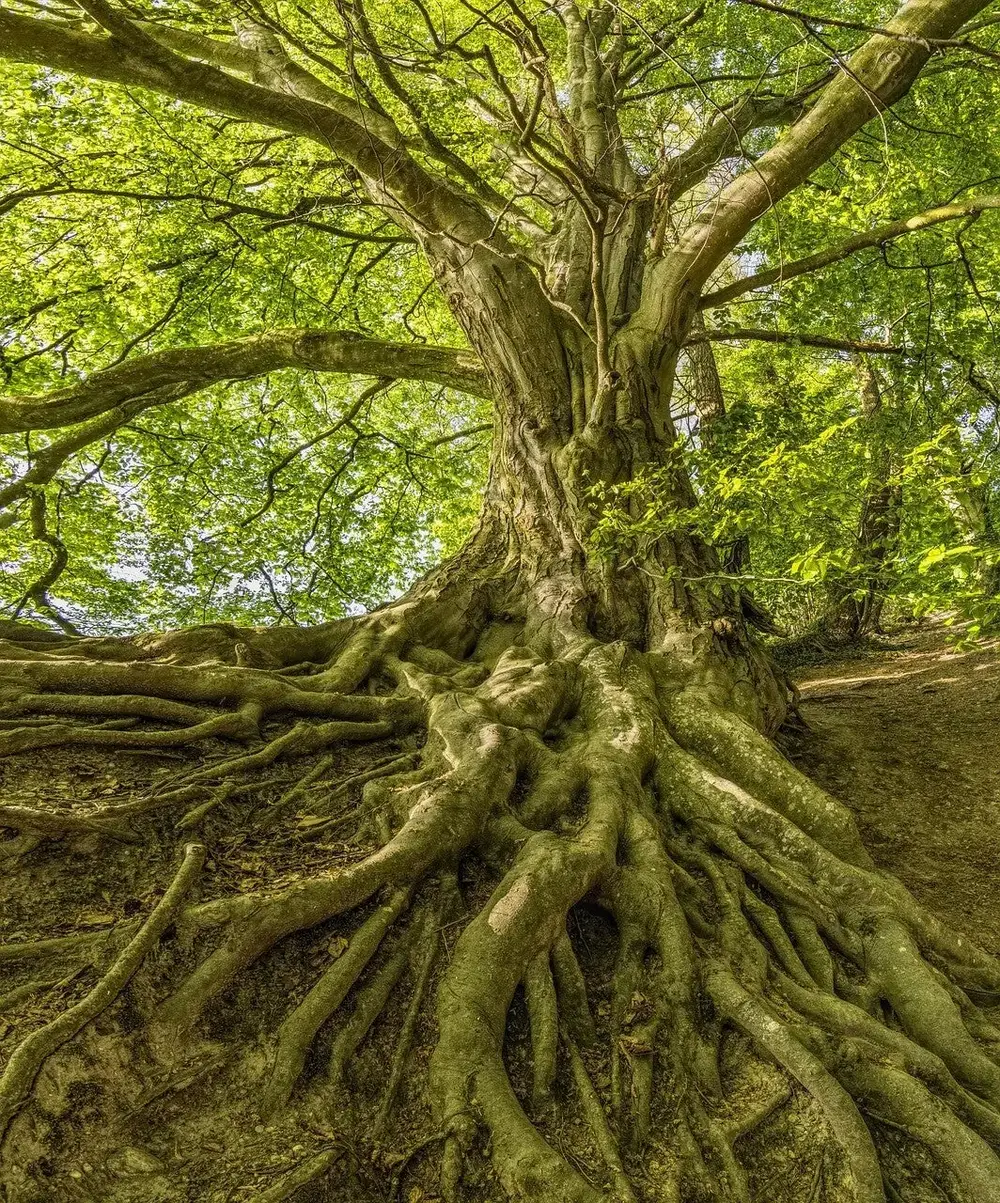 Alter Baum mit weit verzweigten, freiliegenden Wurzeln