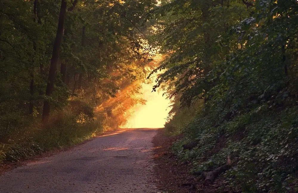 Waldweg, an dessen Ende Licht durch die Bäume fällt